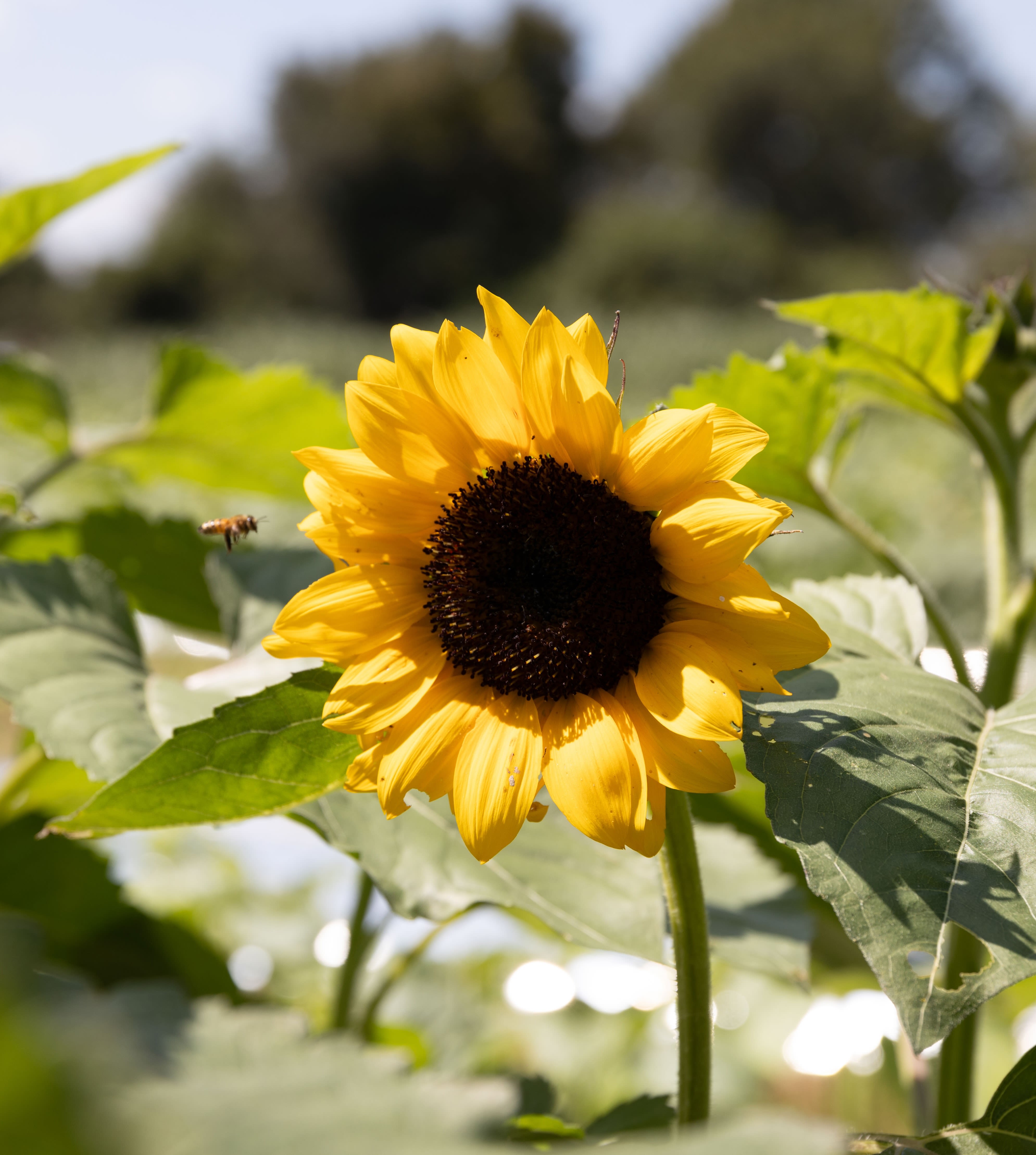 A yellow sunflower with green leaves in the background and a honey bee approaching.